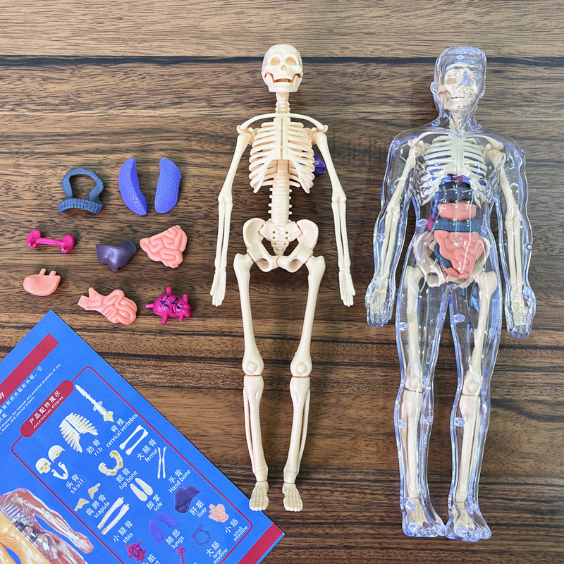 Kids Education Kit - 3D Human Skeleton Organ Anatomy Scientific