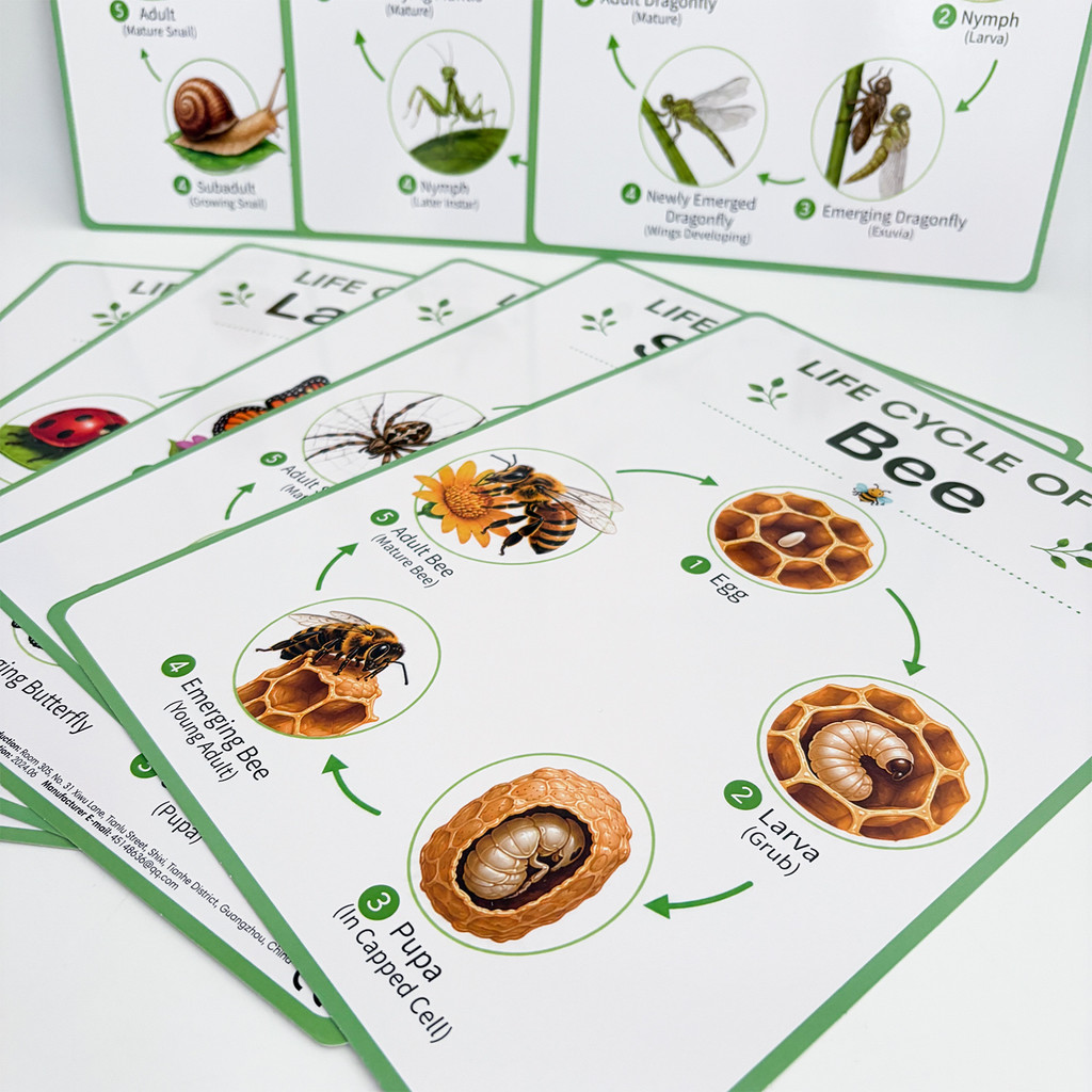 8Pcs Nature Life Cycle Educati - đánh giá và giá Kids Educational Poster
