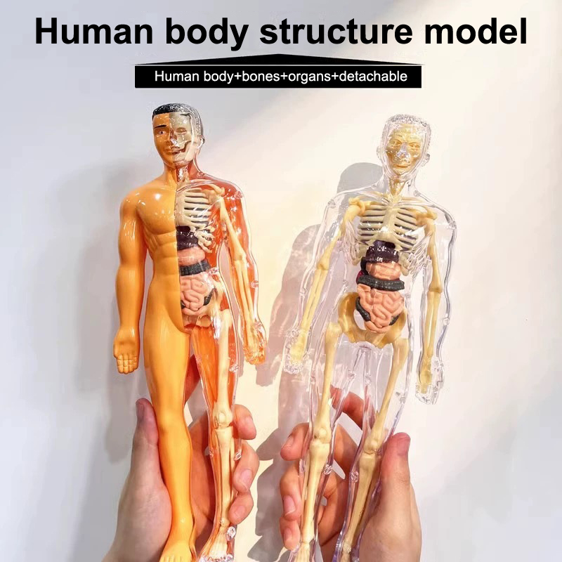 3D Human Skeleton Organ Anatom - đánh giá và giá Kids Education Kit