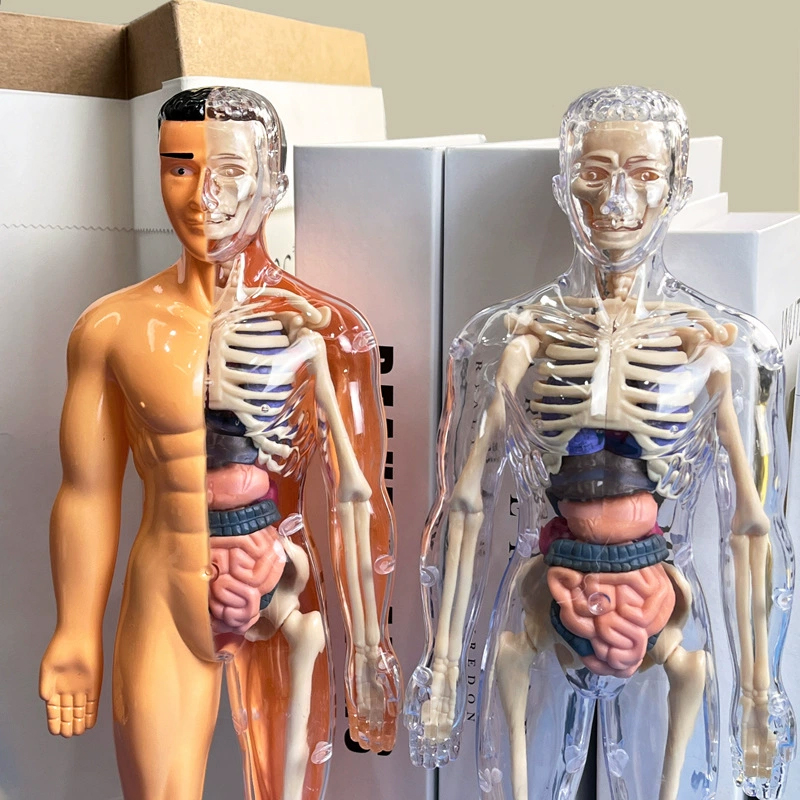 3D Human Skeleton Organ Anatom - đánh giá và giá Kids Education Kit