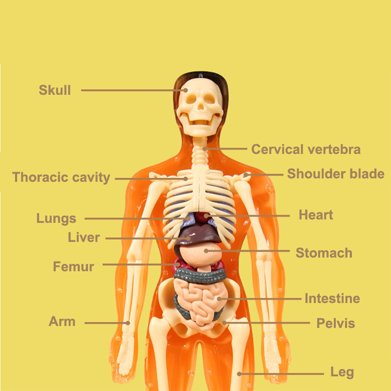 3D Human Skeleton Organ Anatom - đánh giá và giá Kids Education Kit